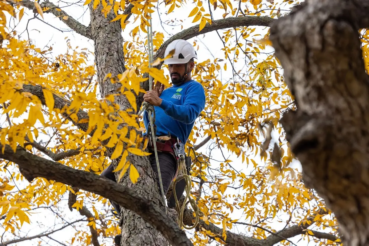Skilled Tree Transplanting crew working in Sweet Home