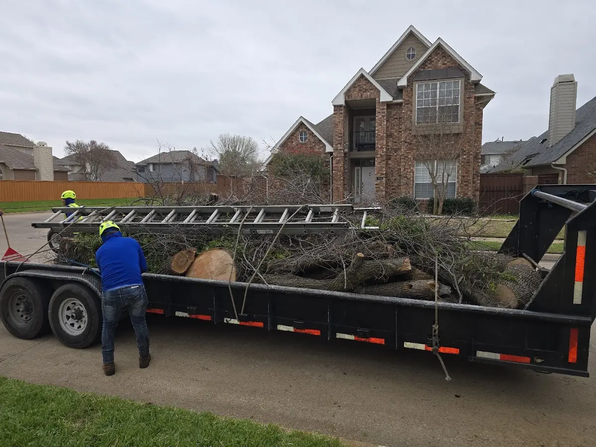 Expert Tree Pest Control with proper safety equipment in Sweet Home